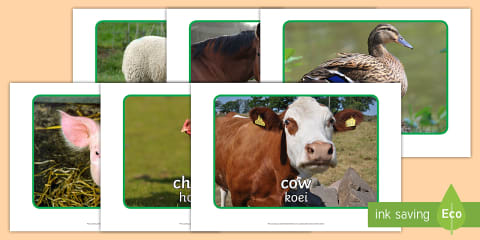 Wild Animals Display Poster
