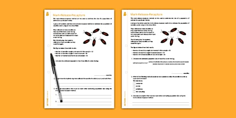 Systematic Sampling Worksheet