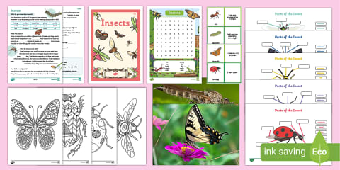 Insect Week Printable Insect Week Scavenger Hunt