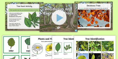 KS1 Label the Parts of a Tree Differentiated Worksheets