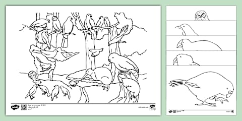 Fantail Bird Colouring Sheet