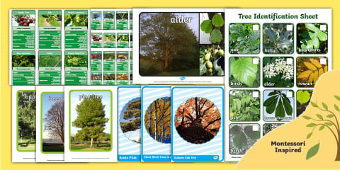 Tree Identification Hand Out Maria Montessori (Handout)