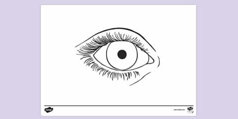 Parts of the Eye Trace and Color Worksheet for K-2nd Grade