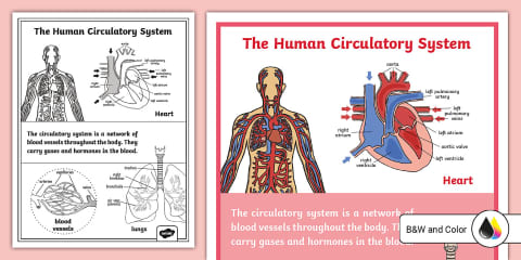 Fourth Grade The Circulatory System Reading Comprehension Worksheet I ...