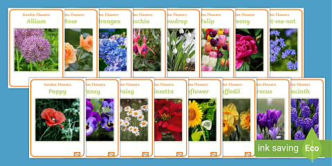 Flower Names Starting with 'Z' Display Poster