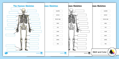 Human Skeleton Labeling and Questions Worksheet for 3rd-5th Grade