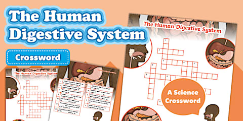 Human Digestive System Worksheet