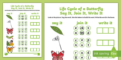Life Cycle of a Butterfly Caption Writing Activity