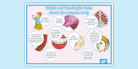 Human Body Organs Fact File Template