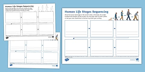 Human Folding Life Stages Template