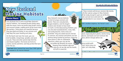 New Zealand Wetlands Habitats Fact File