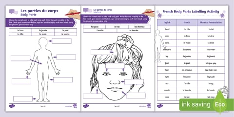 French Body Parts Word Search