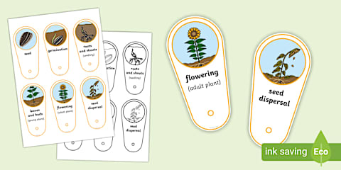 Sunflower Folding Life Stages Template