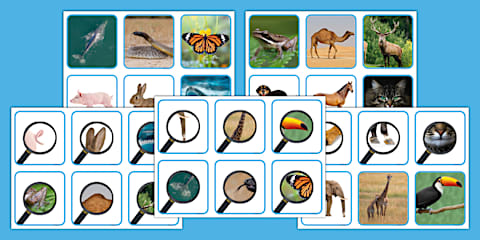 Animals and Their Features Sorting Cards