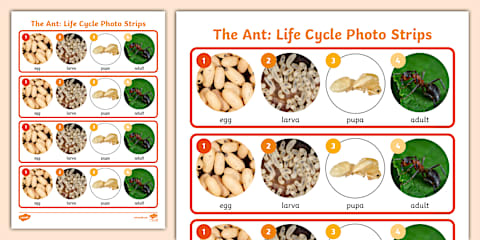 Ant Life Cycle Flapbook