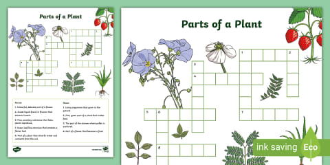 Life Cycle of a Plant Word Search