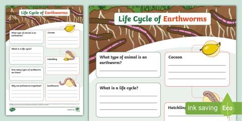 Earthworm Life Cycle Cut and Paste Worksheet for PreK-K