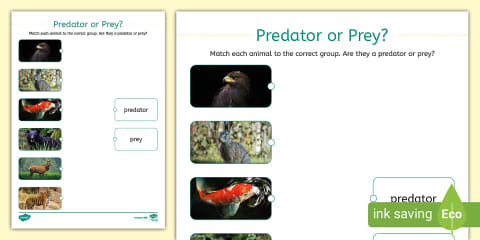 Predators and Prey Adaptations Worksheet
