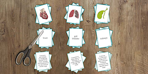 Organs of the Human Body Matching Cards