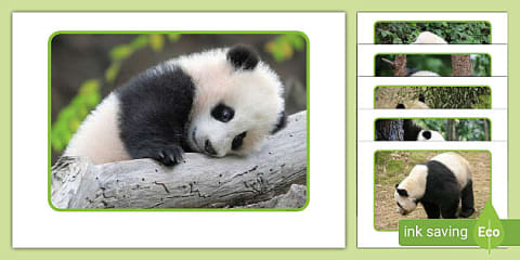 KS1 Giant Panda Fact File