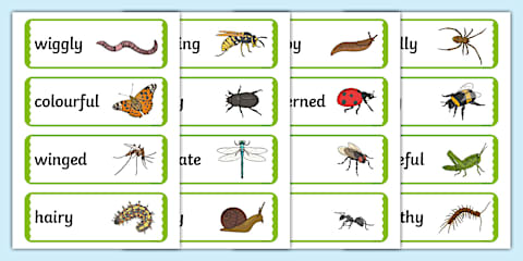 Minibeast Vocabulary Poster