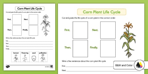 Life Cycle of a Corn Plant Lesson Pack for K-2nd Grade