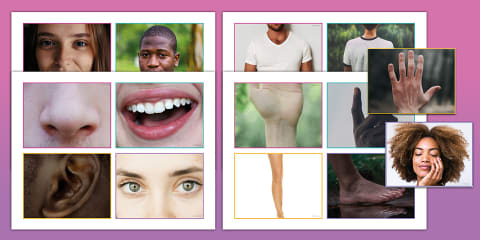 Body Displant Parts of the Body Display Posters