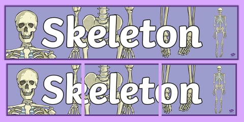 A-Z Bones Display Lettering