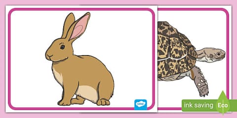 Fast and Slow Animals Interactive Sorting Activity