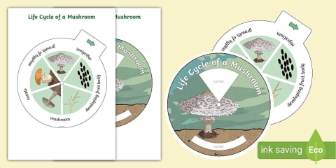 Fungi Life Cycle Poster
