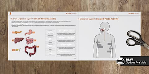 Digestive System KS2 - Cut and Stick Activity