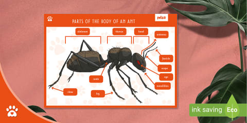 Label the Parts of the Ant Activity