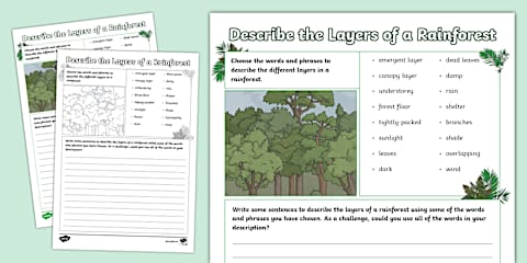Rainforest Layers Diagram Activity Pack
