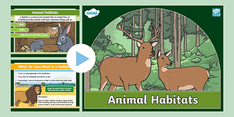 All About Animals and Their Habitats PowerPoint