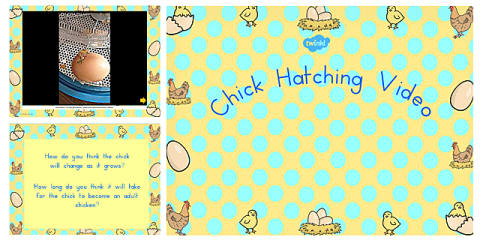 Chicks Slideshow Hatching Chicks Slide Presentation