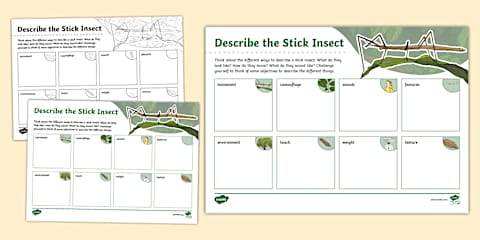 Stick Insect Life Cycle Display Poster