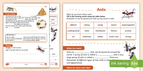 Ants Fact File Template