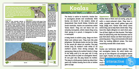 KS1 All About Koalas Reading Comprehension Activity