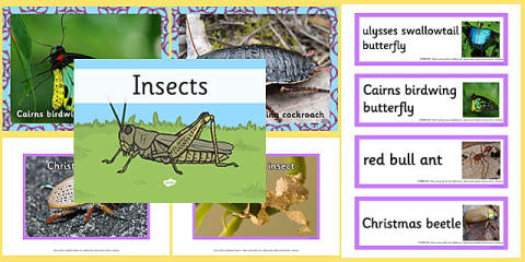 Australian Reptiles pack