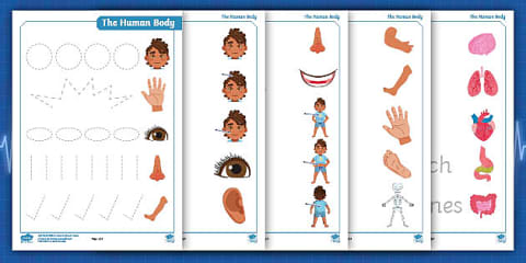 EYFS Parts of the Body Flash Cards