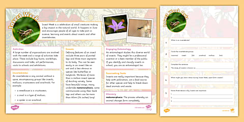 Insects Fact Cards Template