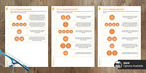 Cell Cycle and Stages of Mitosis Matching Worksheet for 6th-8th Grade