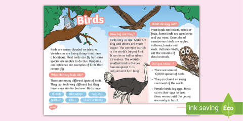 KS1 British Garden Birds Reading Comprehension Activity