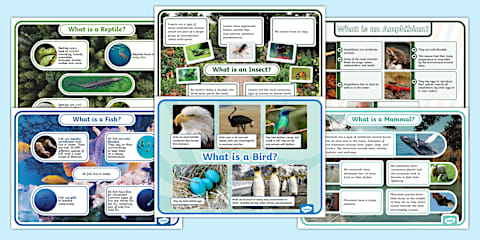 Animal Groups Display Posters