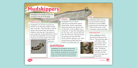 Salmon Fact File KS1 Salmon Fact File