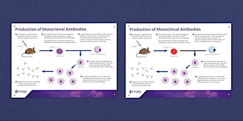 GCSE Monoclonal Antibodies Practice Exam Questions