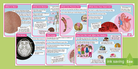 Human Organs Fact File Pack