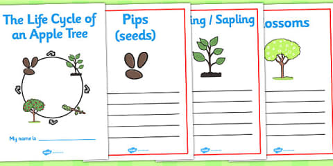 Apple Tree Life Cycle Growth Display Posters