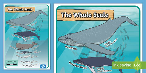 Ocean Giants: Size Comparison Activity