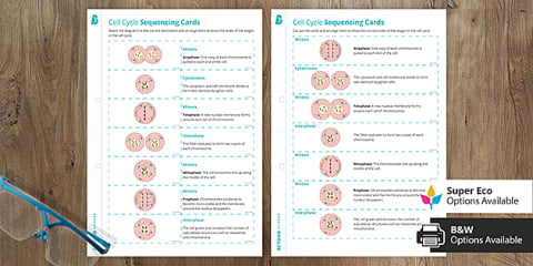 Cell Cycle and Stages of Mitosis Matching Worksheet for 6th-8th Grade